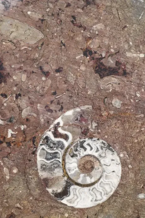 Framed Print : Africa, Morocco, Erfoud. Details of ammonites, and other fossils exposed on a cut