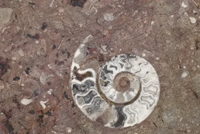 Framed Print : Africa, Morocco, Erfoud. Details of ammonites, and other fossils exposed on a cut