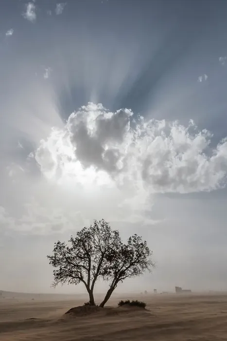 Framed Print : Africa, Morocco, Erg Chebbi. God rays in clouds over tree and desert sandstorm. ©Bill Young / Jaynes Gallery / DanitaDelimont.com Framed Print : Africa, Morocco, Erg Chebbi. God rays in clouds over tree and desert sandstorm. ©Bill Young / Jaynes Gallery / DanitaDelimont.com