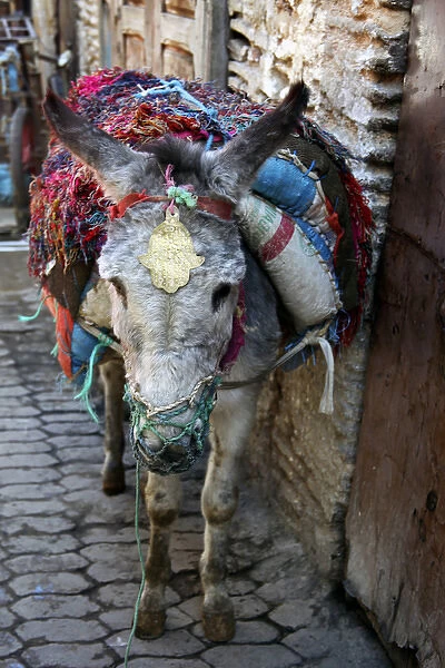 Africa, Morocco, Fes. Donkey of the souks of Fes