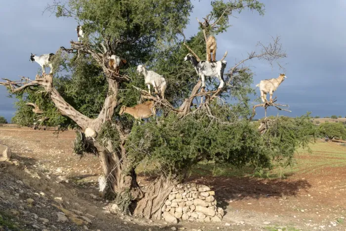 Framed Print : Africa, Morocco. Goats in tree. Credit as: Bill Young / Jaynes Gallery / DanitaDelimont Framed Print : Africa, Morocco. Goats in tree. Credit as: Bill Young / Jaynes Gallery / DanitaDelimont