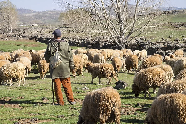 Africa, Morocco, . A man tends his flock of sheep in the High Atlas mountains
