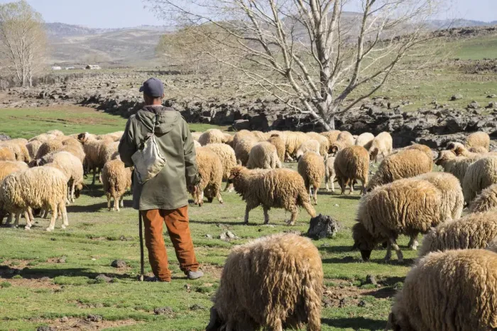 Framed Print : Africa, Morocco. A man tends his flock of sheep in the High Atlas mountains Framed Print : Africa, Morocco. A man tends his flock of sheep in the High Atlas mountains