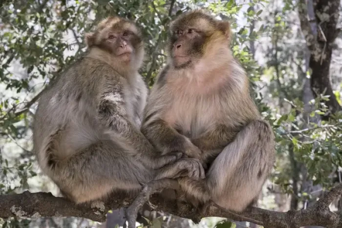 Framed Print : Africa, Morocco. A pair of Barbary Apes, or Macaques, in the High Atlas Mountains Framed Print : Africa, Morocco. A pair of Barbary Apes, or Macaques, in the High Atlas Mountains
