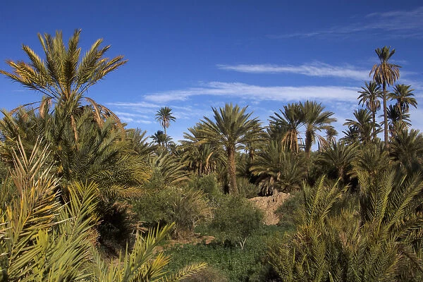 Africa, Morocco, Skoura. Palm Groves in Skoura desert