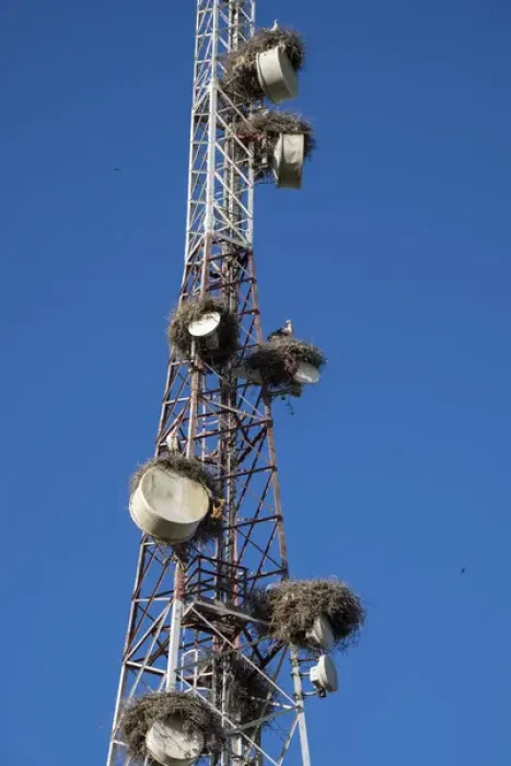 Framed Print : Africa, Morocco. Stork nests on communication tower Framed Print : Africa, Morocco. Stork nests on communication tower