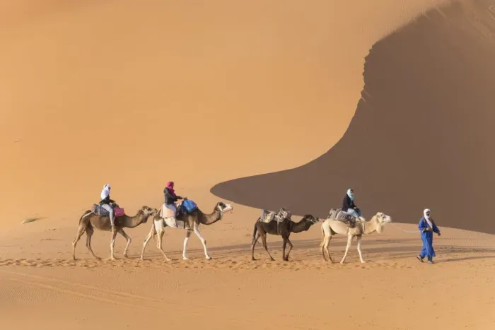 Framed Print : Africa, Morocco. Tourists ride camels in Erg Chebbi in the Sahara desert