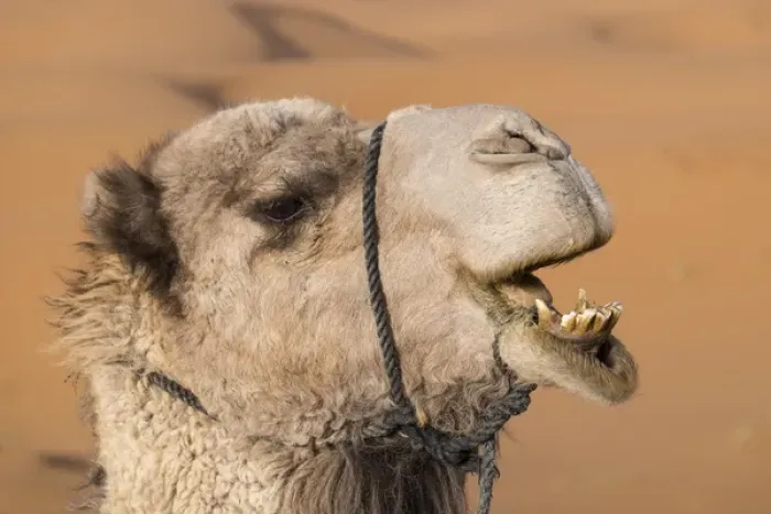 Framed Print : Africa, Morocco. An upclose look at a desert camel chewing, Sahara desert