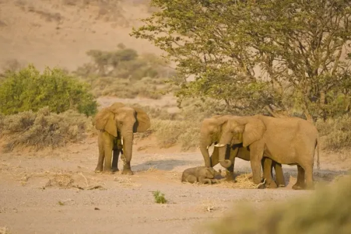 Framed Print : Africa, Namibia