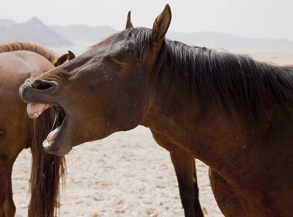 Africa, Namibia, Aus. Portrait of a yawning wild horse on the Namib Desert. Credit as