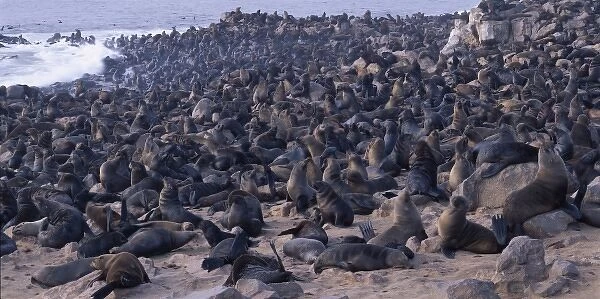 Africa, Namibia, Cape Cross Seal Reserve, Southern Fur Seals gather on rocky Atlantic