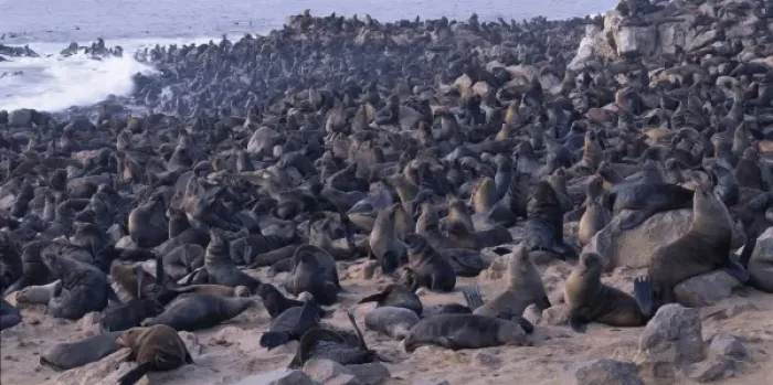 Framed Print : Africa, Namibia, Cape Cross Seal Reserve, Southern Fur Seals gather on rocky Atlantic