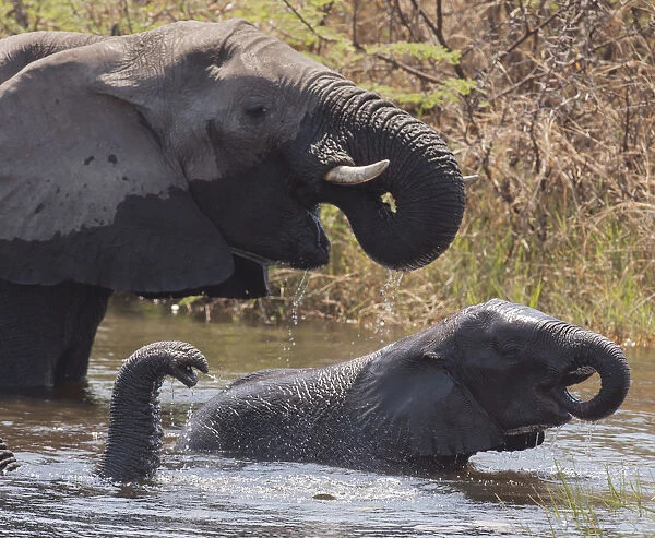 Africa, Namibia, Caprivi, Mudumu National Park. Elephants bathing and drinking. Credit as