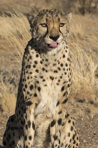 Africa, Namibia. A captive cheetah, Acinonyx jubatas with tongue out