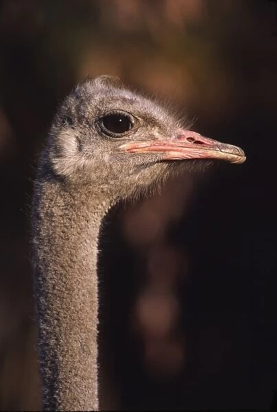 Africa, Namibia. Close-up of a Common Ostrich (Struthio camelus)