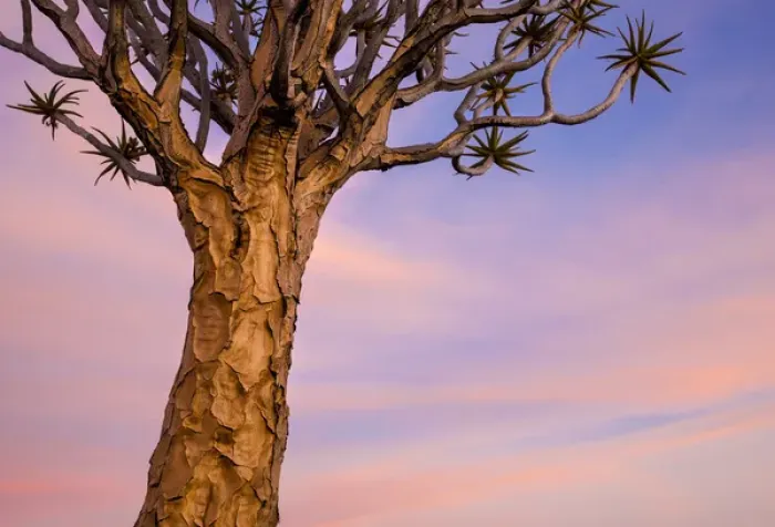 Framed Print : Africa, Namibia. Close-up of quiver tree Framed Print : Africa, Namibia. Close-up of quiver tree