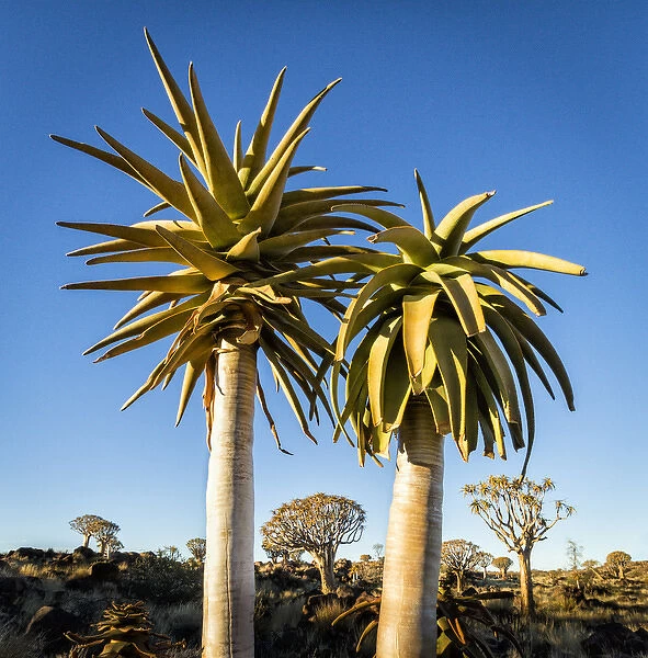Africa, Namibia. Close-up of two quiver trees