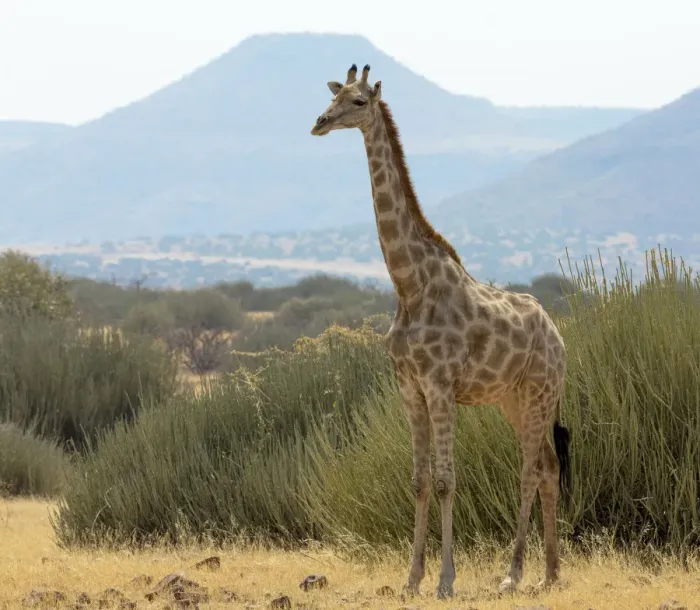 Framed Print : Africa, Namibia, Damaraland, Palwag Concession