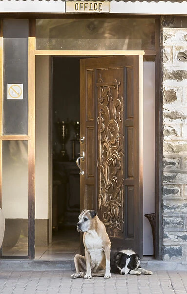 Africa, Namibia. Dogs at door entrance. Credit as: Wendy Kaveney  /  Jaynes Gallery  /  DanitaDelimont