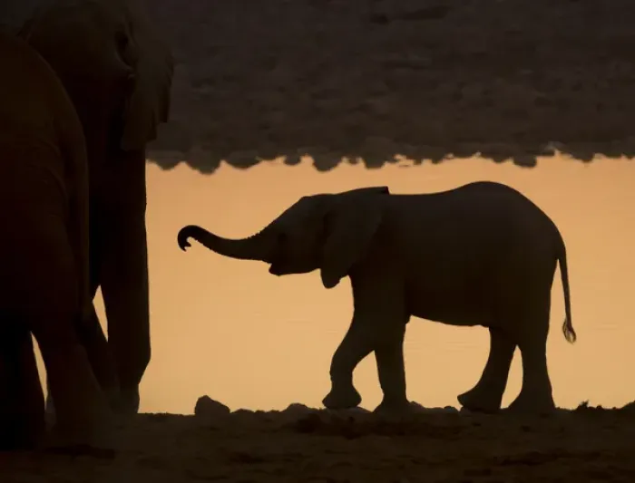 Framed Print : Africa, Namibia, Etosha National Park. Silhouette of baby elephant at sunset. Credit as Framed Print : Africa, Namibia, Etosha National Park. Silhouette of baby elephant at sunset. Credit as