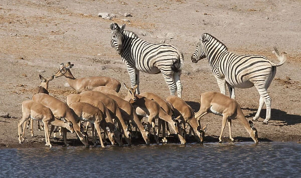 Africa, Namibia, Etosha National Park. Zebras and black-faced impalas at a waterhole