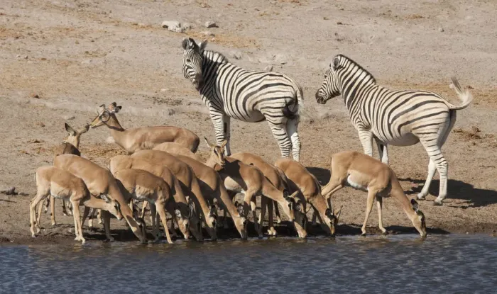 Framed Print : Africa, Namibia, Etosha National Park. Zebras and black-faced impalas at a waterhole Framed Print : Africa, Namibia, Etosha National Park. Zebras and black-faced impalas at a waterhole