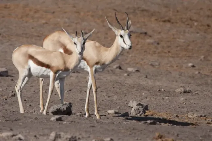 Framed Print : Africa, Namibia, Etosha National Park. Pair of springboks
