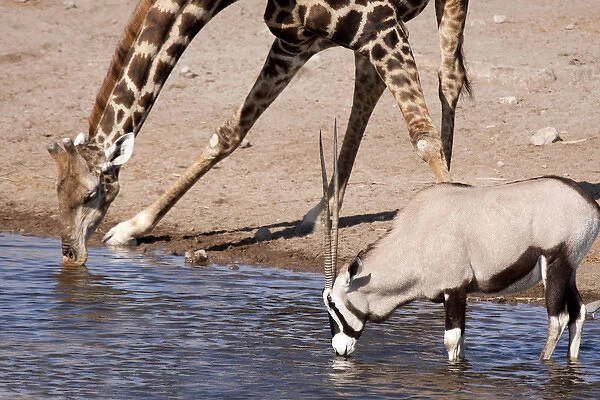Africa, Namibia, Etosha National Park. Giraffe and oryx drinking at waterhole. Credit as