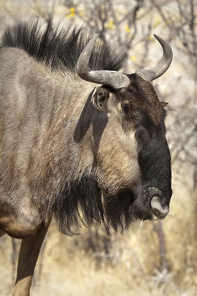 Africa, Namibia, Etosha National Park. Side close-up of wildebeest face. Credit as