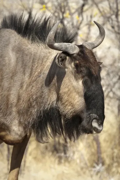 Framed Print : Africa, Namibia, Etosha National Park. Side close-up of wildebeest face. Credit as Framed Print : Africa, Namibia, Etosha National Park. Side close-up of wildebeest face. Credit as
