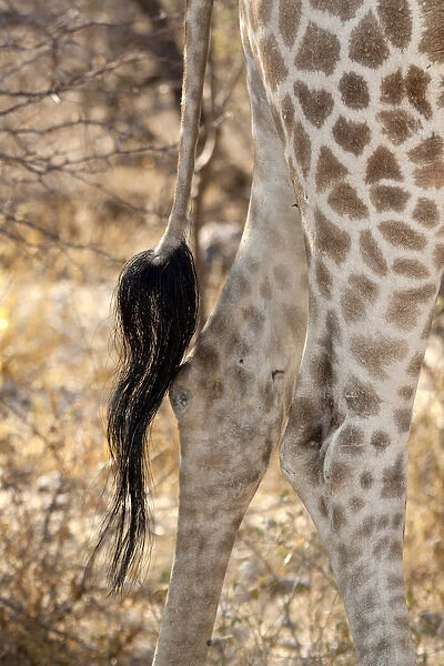 Africa, Namibia, Etosha National Park. Close-up of giraffes tail and hind legs