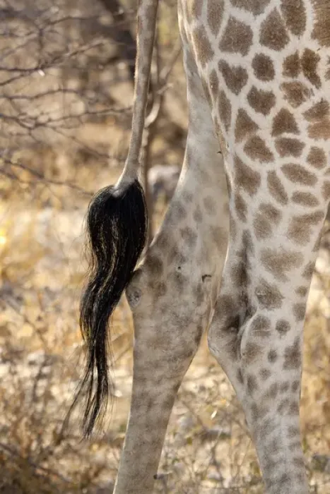 Framed Print : Africa, Namibia, Etosha National Park. Close-up of giraffes tail and hind legs Framed Print : Africa, Namibia, Etosha National Park. Close-up of giraffes tail and hind legs
