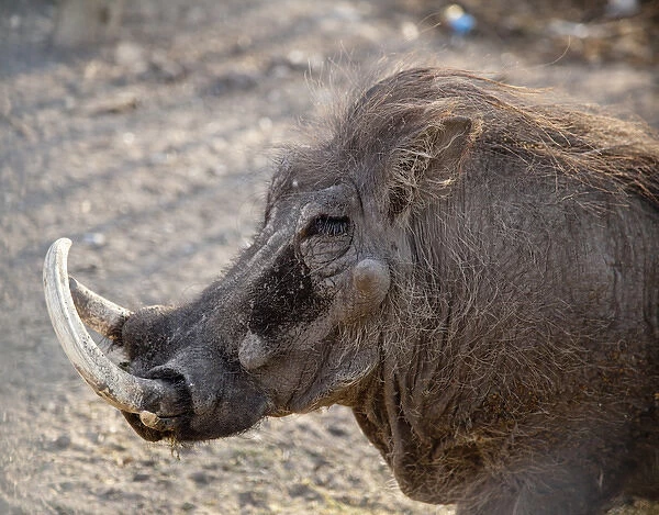 Africa, Namibia, Etosha National Park. Portrait of old warthog