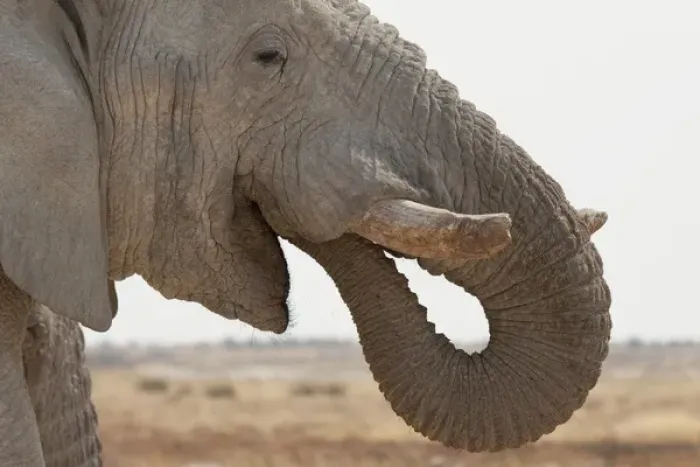 Framed Print : Africa, Namibia, Etosha National Park. Side portrait of African elephant. Credit as Framed Print : Africa, Namibia, Etosha National Park. Side portrait of African elephant. Credit as