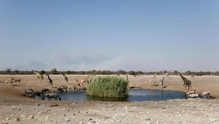 Framed Print : Africa, Namibia, Etosha National Park. Assortment of animals gather at a waterhole Framed Print : Africa, Namibia, Etosha National Park. Assortment of animals gather at a waterhole
