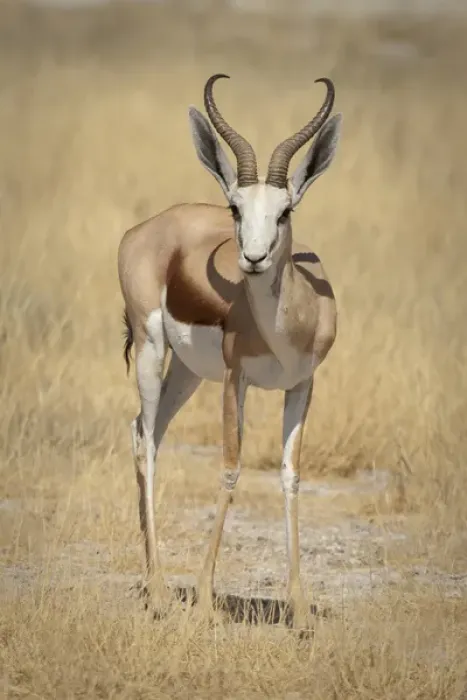 Framed Print : Africa, Namibia, Etosha National Park. Front view of standing springbok. Credit as Framed Print : Africa, Namibia, Etosha National Park. Front view of standing springbok. Credit as