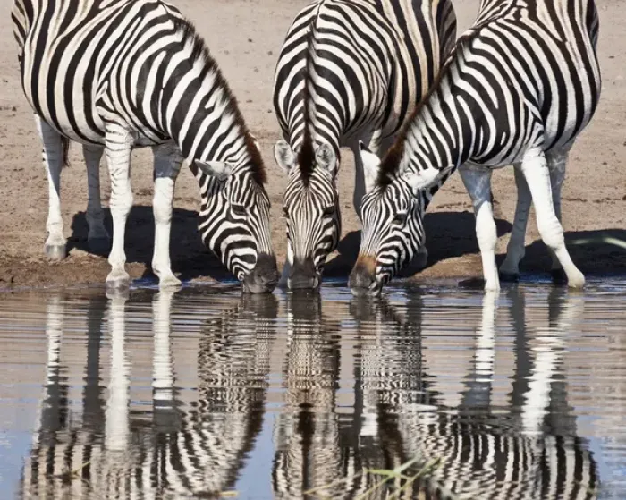 Framed Print : Africa, Namibia, Etosha National Park. Three zebras reflected in a water hole. Credit as Framed Print : Africa, Namibia, Etosha National Park. Three zebras reflected in a water hole. Credit as