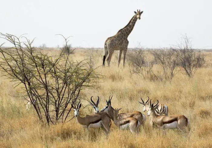 Framed Print : Africa, Namibia, Etosha National Park. Giraffe and springboks
