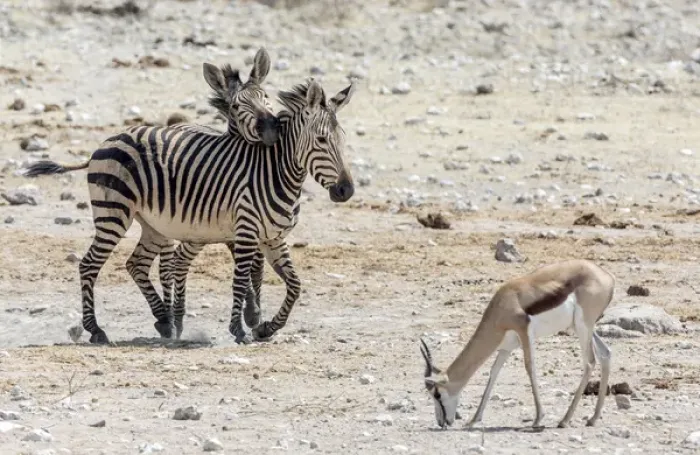 Framed Print : Africa, Namibia, Etosha National Park. Zebras and springbok