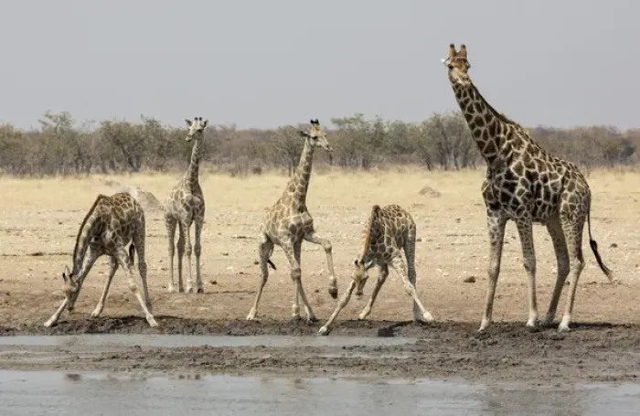 Framed Print : Africa, Namibia, Etosha National Park. Five giraffes at the waterhole. Credit as