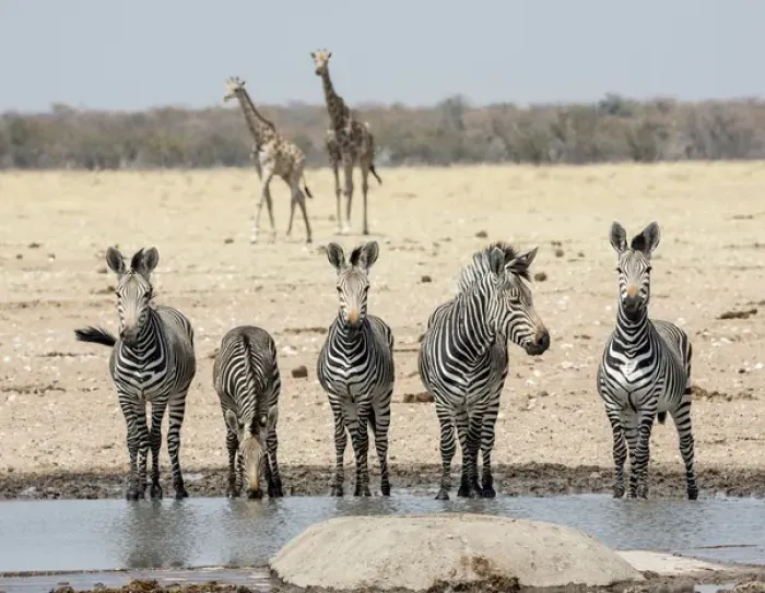 Framed Print : Africa, Namibia, Etosha National Park. Five zebras and giraffes at waterhole. Credit as Framed Print : Africa, Namibia, Etosha National Park. Five zebras and giraffes at waterhole. Credit as