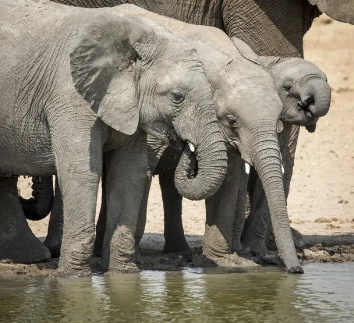 Framed Print : Africa, Namibia, Etosha National Park. Elephants drinking at waterhole. Credit as Framed Print : Africa, Namibia, Etosha National Park. Elephants drinking at waterhole. Credit as