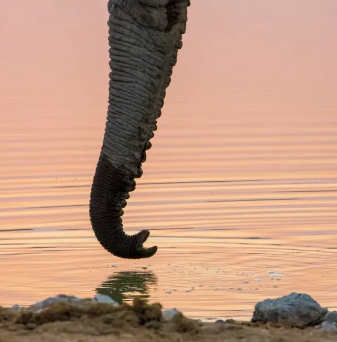 Framed Print : Africa, Namibia, Etosha National Park. Drinking elephant at sunset