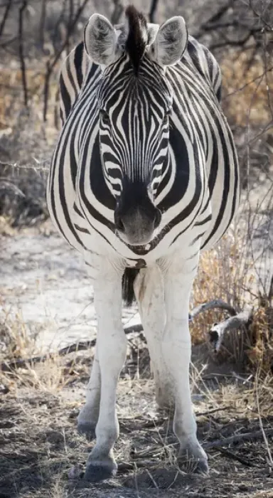Framed Print : Africa, Namibia, Etosha National Park. Close-up of zebra Framed Print : Africa, Namibia, Etosha National Park. Close-up of zebra