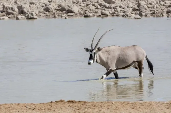 Framed Print : Africa, Namibia, Etosha National Park. Oryx wading in waterhole Framed Print : Africa, Namibia, Etosha National Park. Oryx wading in waterhole