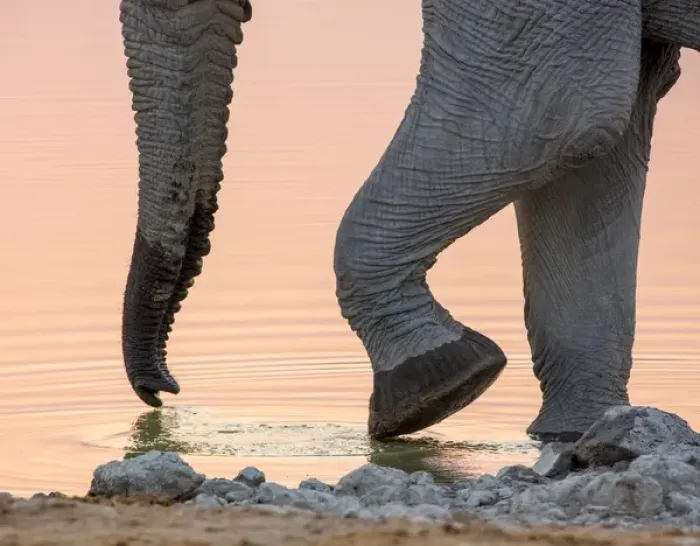 Framed Print : Africa, Namibia, Etosha National Park. Drinking elephant at sunset Framed Print : Africa, Namibia, Etosha National Park. Drinking elephant at sunset