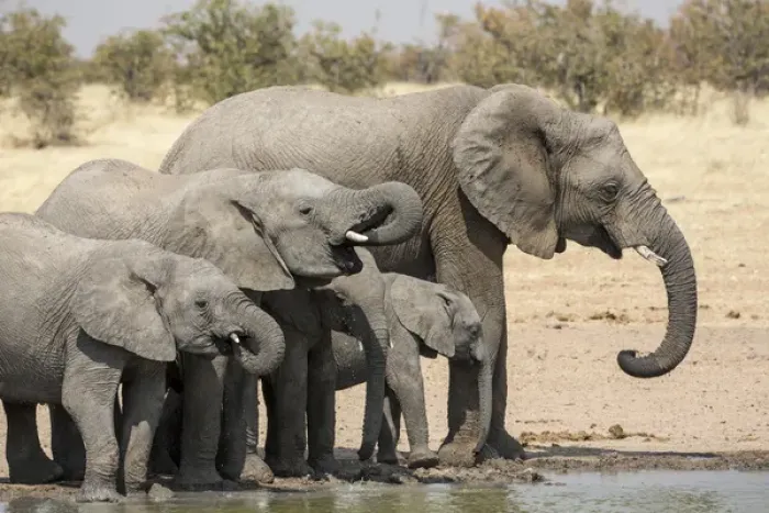 Framed Print : Africa, Namibia, Etosha National Park. Elephants drinking at waterhole. Credit as Framed Print : Africa, Namibia, Etosha National Park. Elephants drinking at waterhole. Credit as