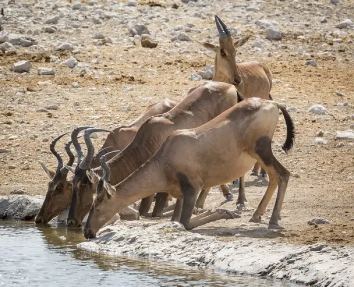Framed Print : Africa, Namibia, Etosha National Park. Hartebeest drinking at waterhole. Credit as Framed Print : Africa, Namibia, Etosha National Park. Hartebeest drinking at waterhole. Credit as