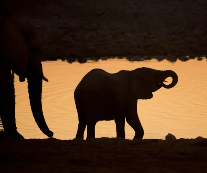 Framed Print : Africa, Namibia, Etosha National Park. Silhouette of baby elephant at sunset. Credit as Framed Print : Africa, Namibia, Etosha National Park. Silhouette of baby elephant at sunset. Credit as