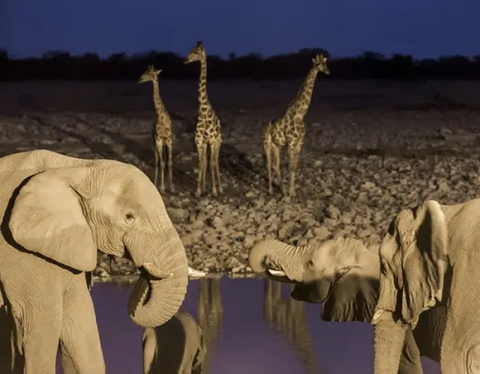 Framed Print : Africa, Namibia, Etosha National Park. Elephants and giraffes at waterhole at dusk Framed Print : Africa, Namibia, Etosha National Park. Elephants and giraffes at waterhole at dusk